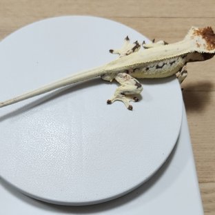 프라푸치노 화이트