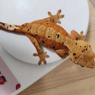 슈퍼달마시안 레드