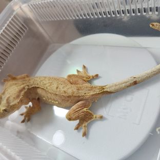 노멀 옐로우