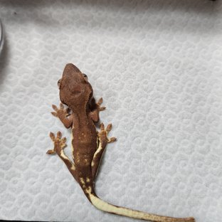 프라푸치노 레드