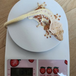 릴리화이트