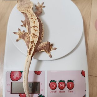 레드 핀스트라이프 할리퀸