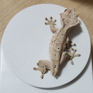 달마시안 화이트스팟