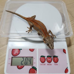 오렌지 블로치드 스트라이프
