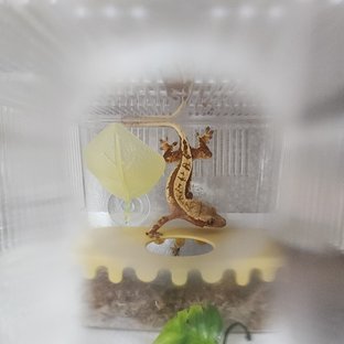 노멀 레드 핀스트라이프 할리퀸