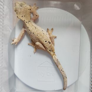 달마시안 슈퍼달마시안 옐로우