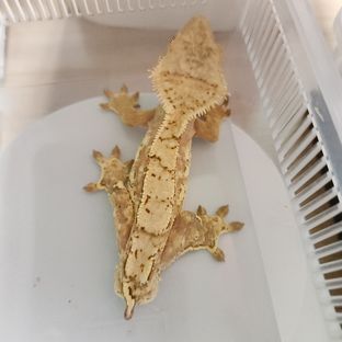 크림시클 옐로우