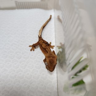 달마시안 레드