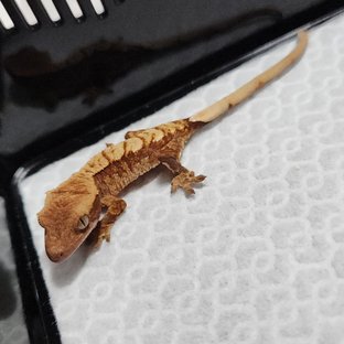 레드 익스트림할리퀸