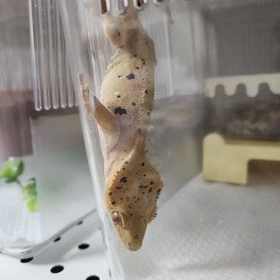 슈퍼달마시안 레드