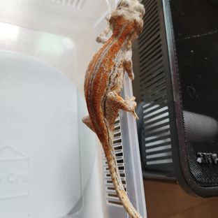 오렌지 블로치드 스트라이프