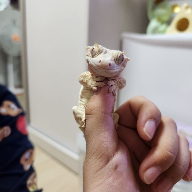 릴리화이트 크림