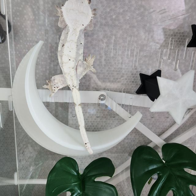 크림시클 달마시안