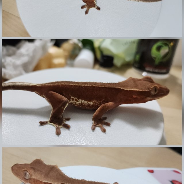 레드 팬텀 릴리화이트