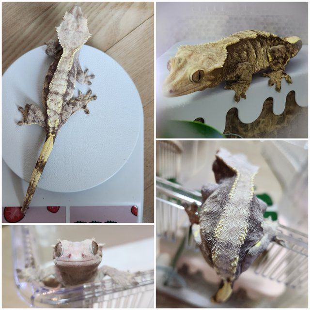 노멀 다크 할리퀸