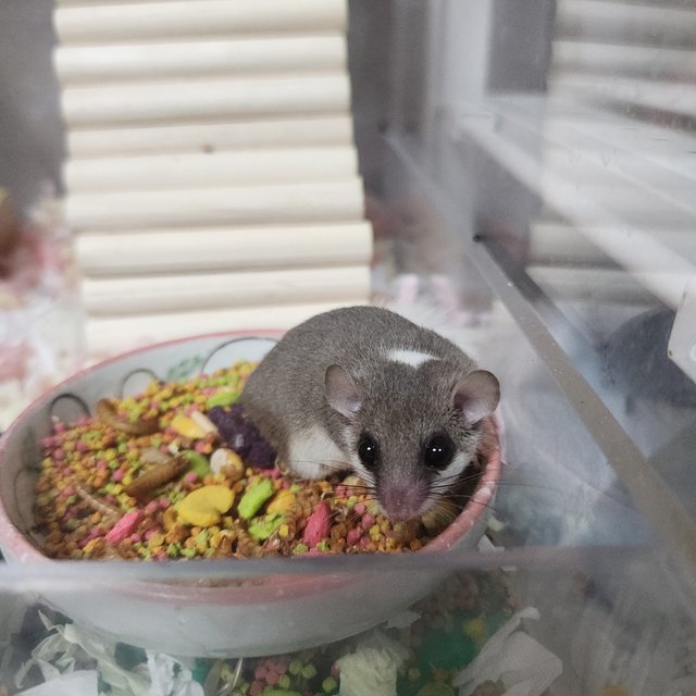 링테일 헤드스팟