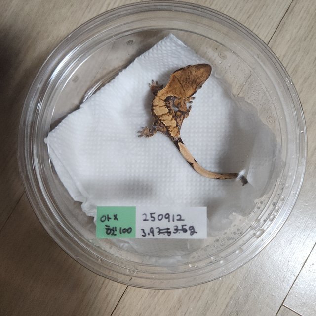 노멀 100%헷아잔틱