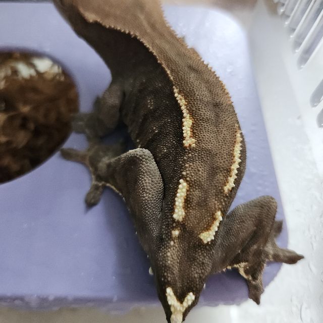 카푸치노 다크
