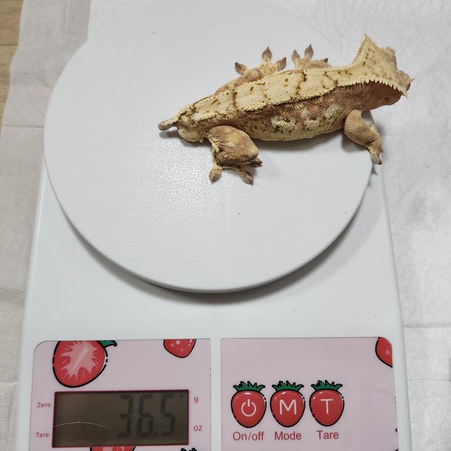 크림시클 옐로우