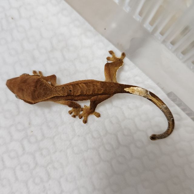 달마시안 레드