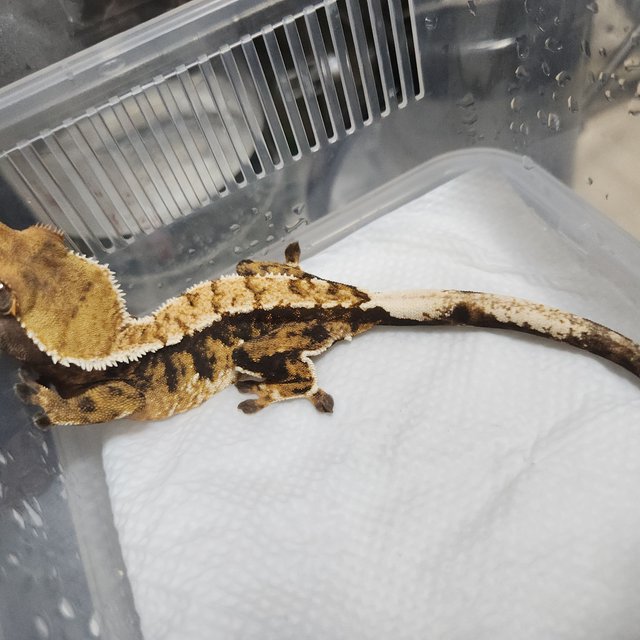 트라이 익스트림할리퀸