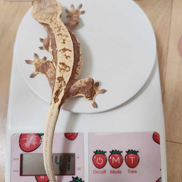 레드 핀스트라이프 할리퀸