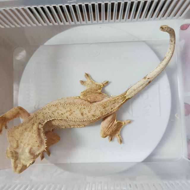 노멀 옐로우