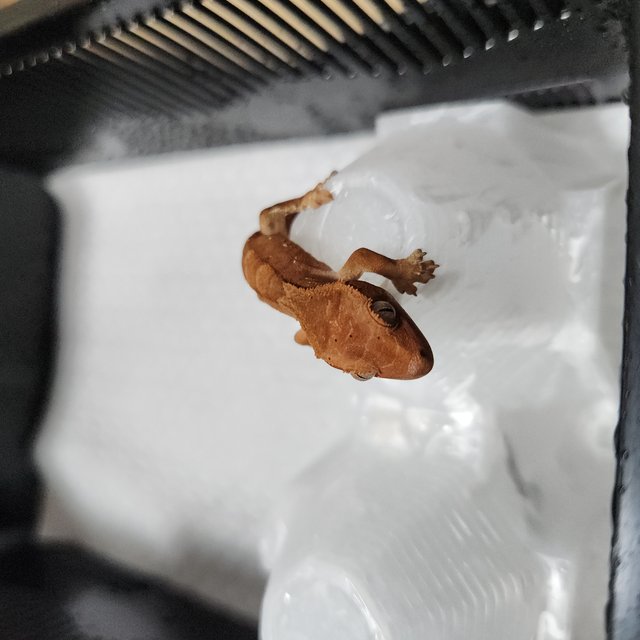 레드 바이 달마시안