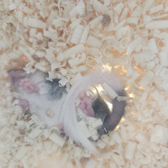 링테일 헤드스팟