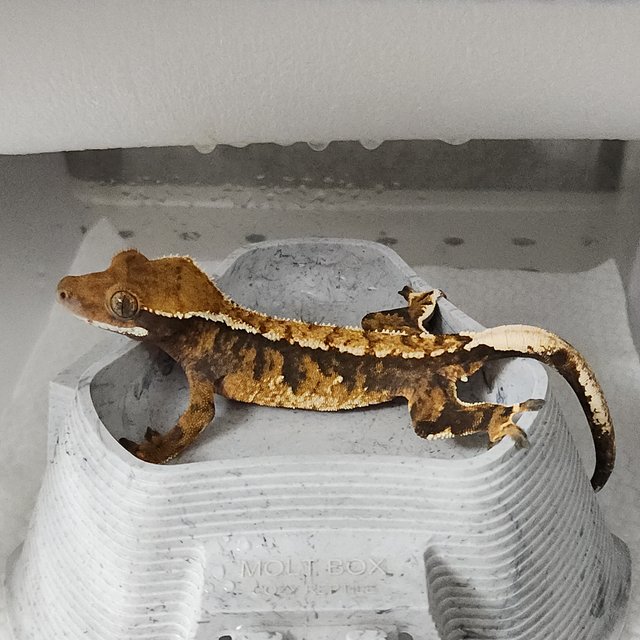 트라이 익스트림할리퀸