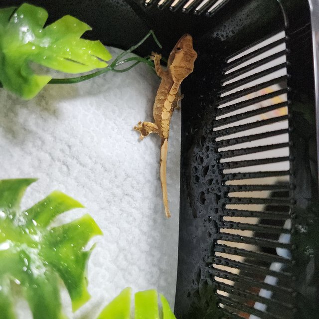 노멀 레드 할리퀸