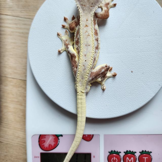 릴리화이트