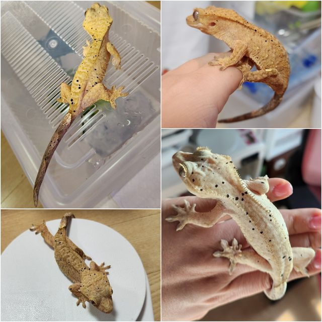 달마시안 슈퍼달마시안 옐로우