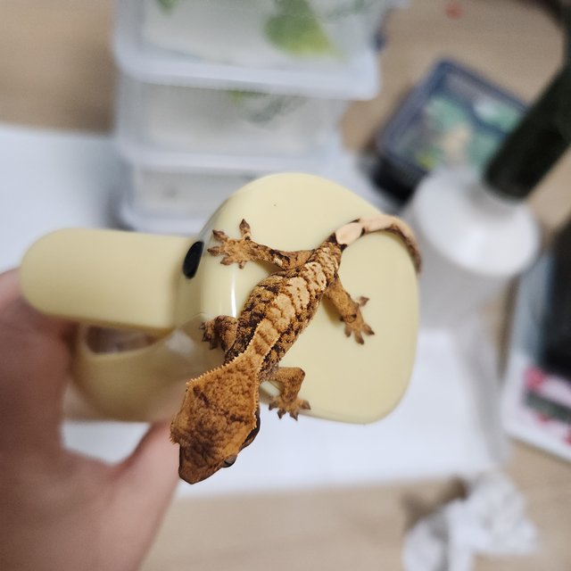 타이거 트라이 익스트림할리퀸