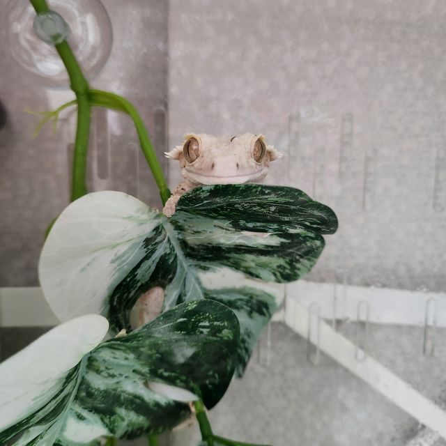 크림시클 달마시안