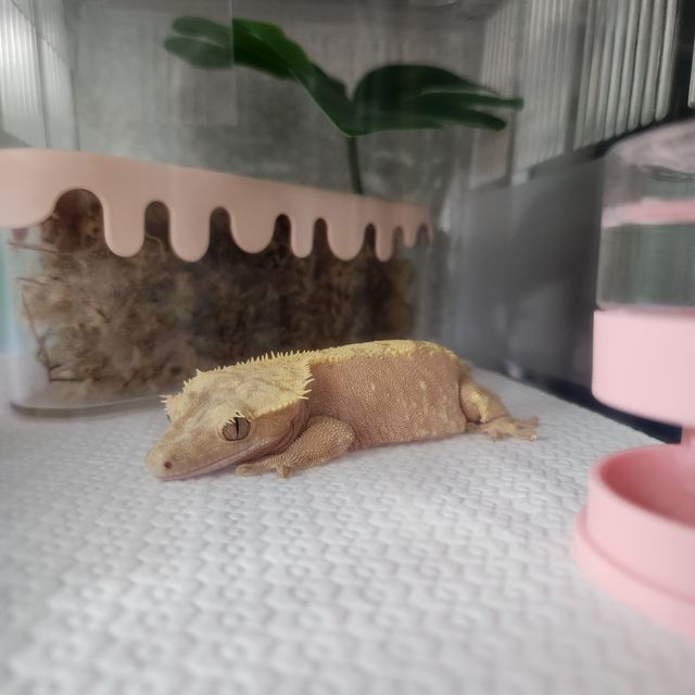 노멀 레드