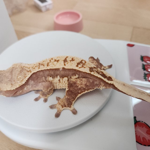 레드 핀스트라이프 할리퀸