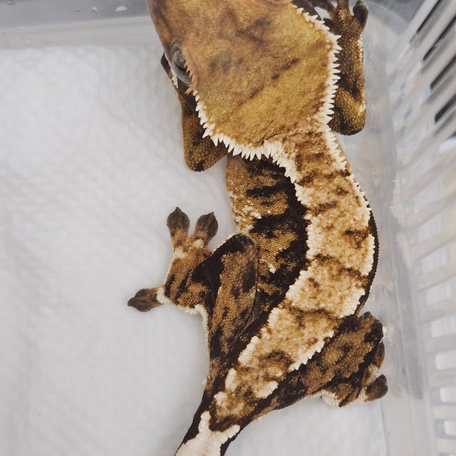 트라이 익스트림할리퀸