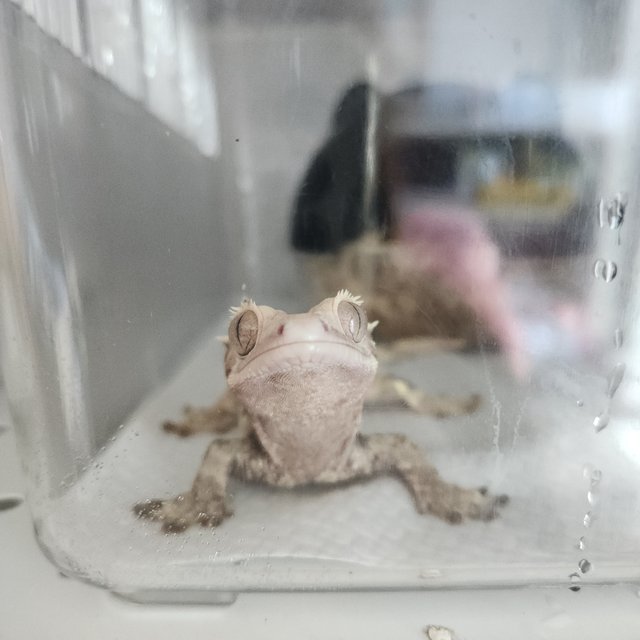 노멀 다크 할리퀸