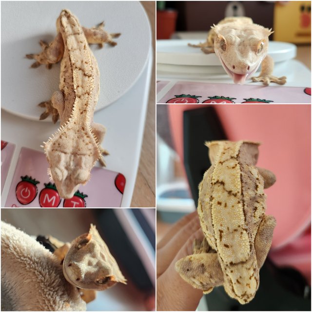 크림시클 옐로우