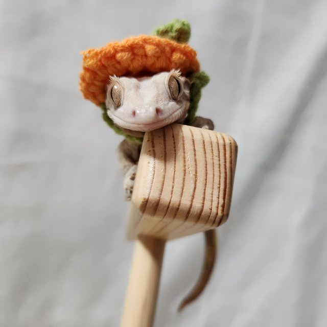 노멀 다크 할리퀸