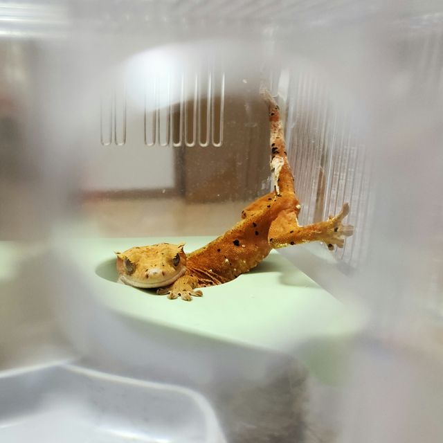 슈퍼달마시안 레드