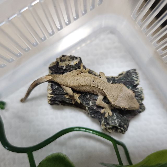 달마시안 레드