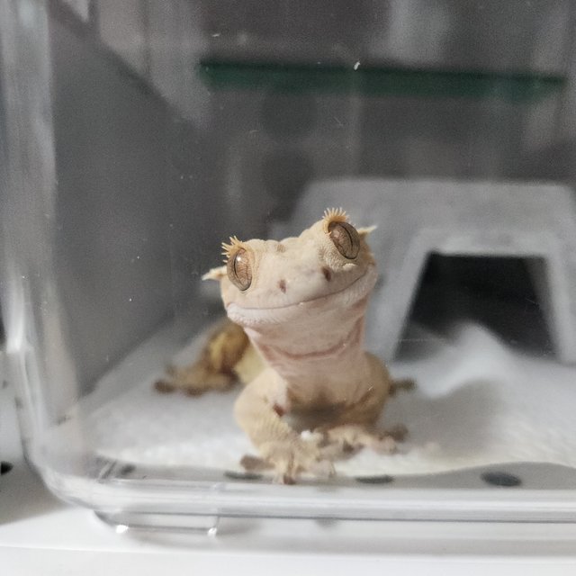 크림시클 옐로우