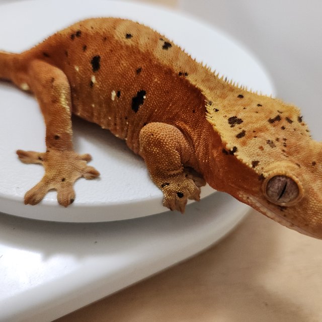 슈퍼달마시안 레드