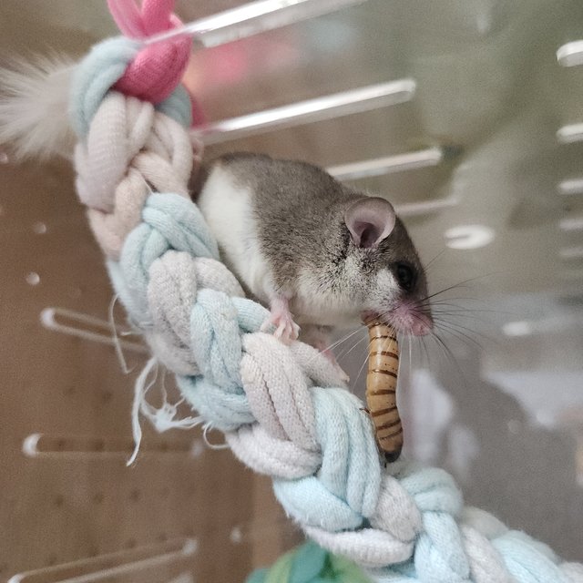 링테일 헤드스팟