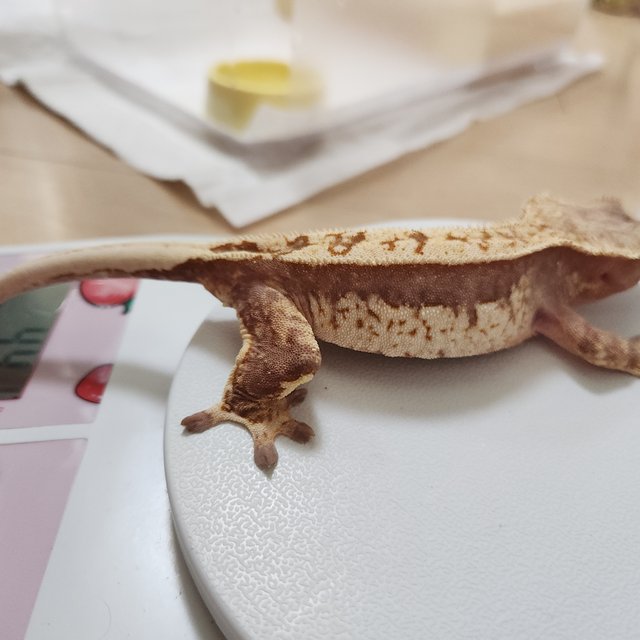 레드 핀스트라이프 할리퀸