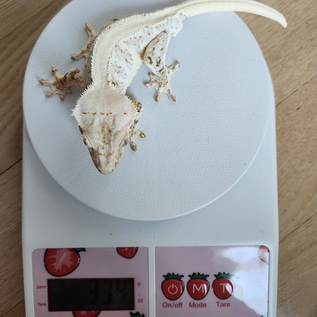 릴리화이트 화이트