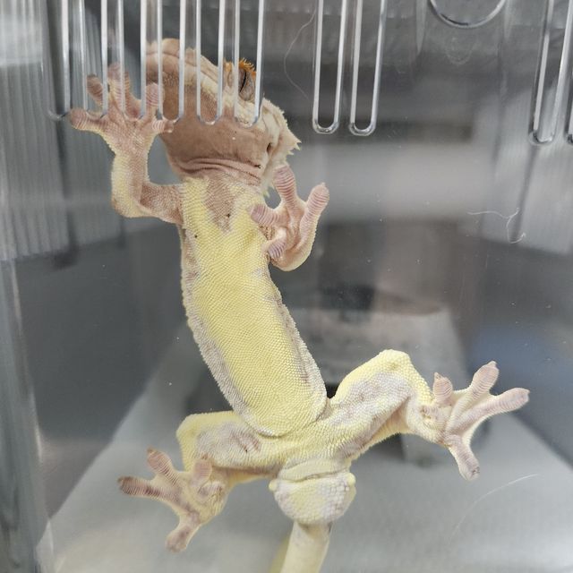 릴리화이트