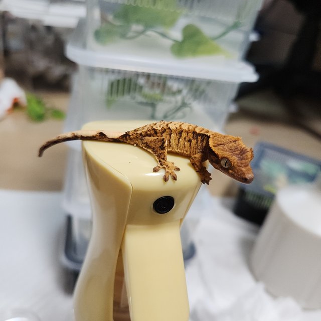 타이거 트라이 익스트림할리퀸